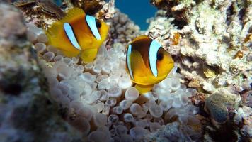 Clown fish, amphiprion . Red sea clown fish. photo
