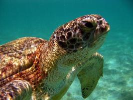 Big Green turtle on the reefs of the Red Sea. photo