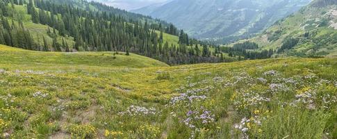 Meadow with wildflowers near Crested Butte in Colorado