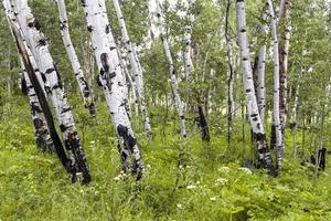 Aspen trees in the meadow along  trail near Crested Butte in Colorado photo