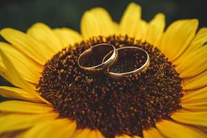 Two golden wedding rings lie on large sunflower photo