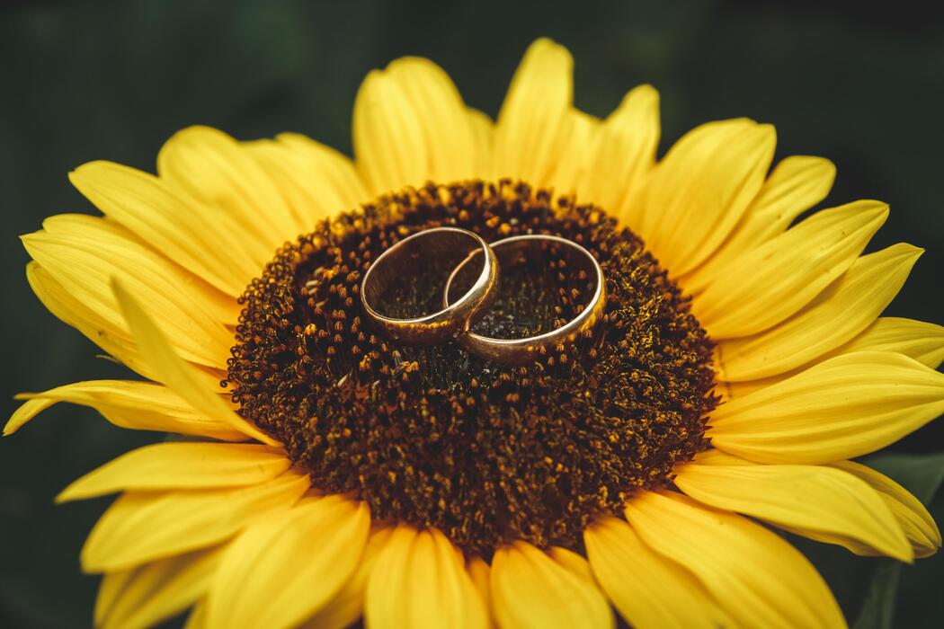 Sunflower Wedding Invitation Stock Photos, Images and Backgrounds for
