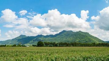 nuvola in movimento sopra la montagna e il lasso di tempo del campo di mais video