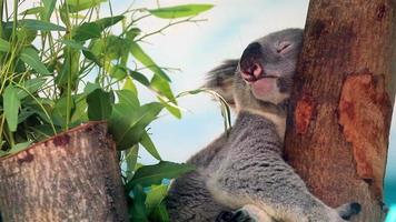 koala dormant sur l'arbre video