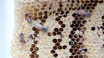 abejas jóvenes en panal de cerca