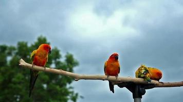 zonneparkiet papegaai op houten balk video