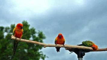 Sonnensittich Papagei auf Holzbalken video