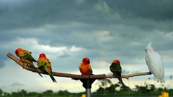 Sun Conure Parrot on Wooden Beam video