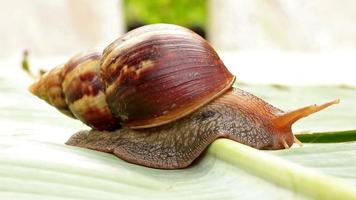 snail crawling on green banana leaves video