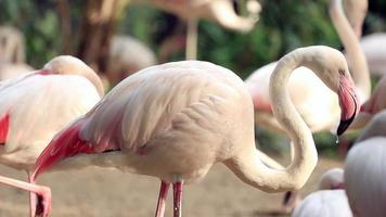 flamingo avkopplande i dammen video