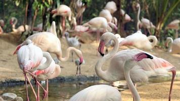 Flamingo Relaxing in the Pond video