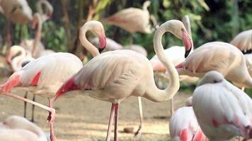 Flamingo Relaxing in the Pond video