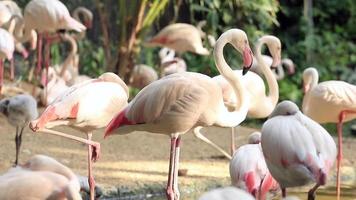 flamingo ontspannen in de vijver video