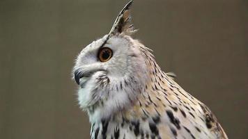 eurasian Eagle Owl close up video