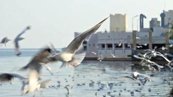 foule de mouette volant au bord de la mer video