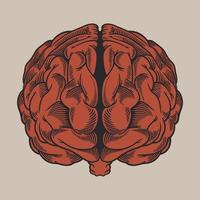 Vintage engraving drawing human brain in front of view vector