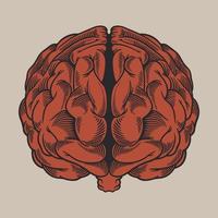 Vintage grabado dibujo cerebro humano delante de la vista vector