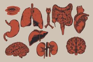 Human biology, organs anatomy illustration vector