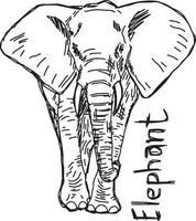 elefante - ilustración vectorial boceto dibujado a mano vector