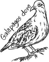 Galapagos dove - vector illustration sketch hand drawn