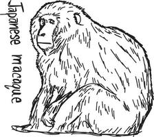 macaco japonés - ilustración vectorial boceto dibujado a mano vector