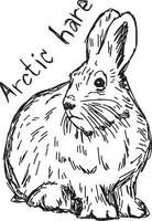 arctic hare - vector illustration sketch hand drawn with black lines