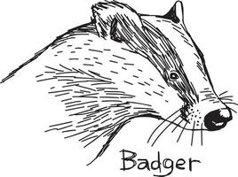 badger - vector illustration sketch hand drawn