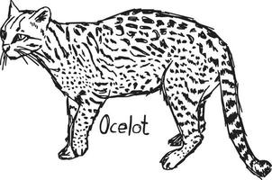 ocelote - ilustración vectorial boceto dibujado a mano vector