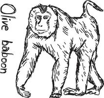 olive baboon walking - vector illustration sketch