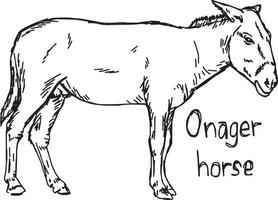 onager horse - vector illustration sketch hand drawn
