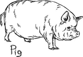 fat pig - vector illustration sketch hand drawn