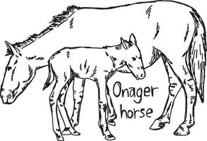 onager horse and foal - vector illustration sketch hand drawn