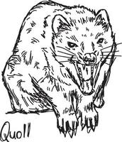 quoll - ilustración vectorial boceto dibujado a mano vector