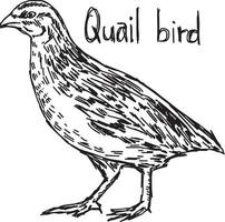 quail - vector illustration sketch hand drawn with black lines