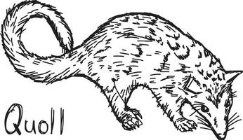 quoll - vector illustration sketch hand drawn