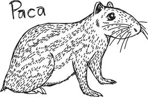 paca - vector illustration sketch hand drawn with black lines