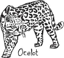 ocelote - ilustración vectorial boceto dibujado a mano vector