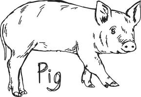 pig - vector illustration sketch hand drawn with black lines