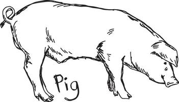 pig - vector illustration sketch hand drawn with black lines