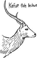 Kafue flats lechwe - vector illustration sketch hand drawn