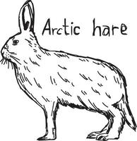 arctic hare - vector illustration sketch hand drawn