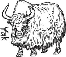 yak - vector illustration sketch hand drawn with black lines