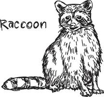 raccoon sitting - vector illustration sketch hand drawn