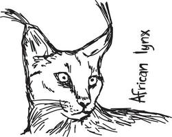 african lynx - vector illustration sketch hand drawn