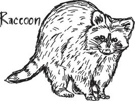 raccoon standing - vector illustration sketch hand drawn