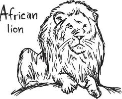 león africano, -, vector, ilustración, bosquejo, mano, dibujado vector