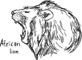 bostezo, león africano, -, vector, ilustración, bosquejo vector