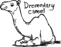 dromedary camel sitting on the sand - vector illustration