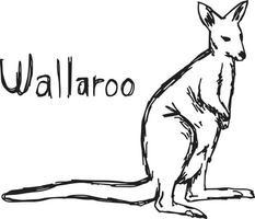 wallaroo - boceto de ilustración vectorial dibujado a mano vector