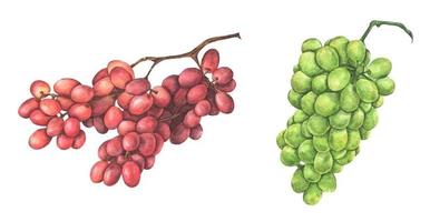 Set of red and green grapes. Watercolor illustration. vector